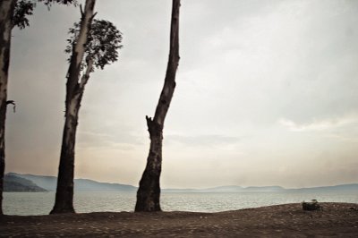 Gum trees planted in colonial times, stripped of their branches, line the eastern edge of Lake Kivu, 2003