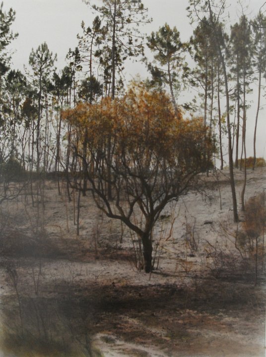 Verbrannter Olivenbaum I, 2008
